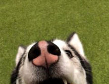 puppy-220x170_t.jpg