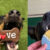 puppy-wide-50x50.jpg