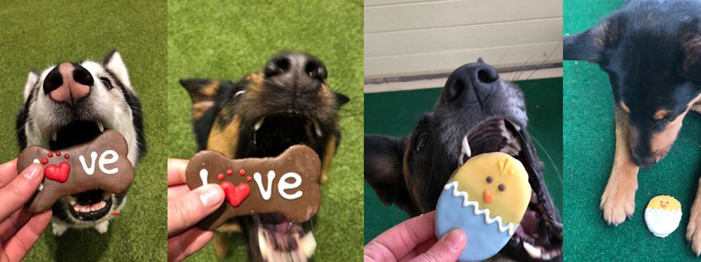 puppy-wide.jpg